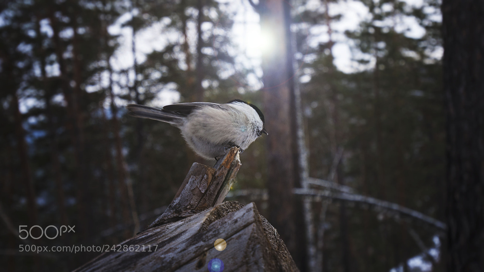 Panasonic Lumix DMC-GH4 sample photo. P photography