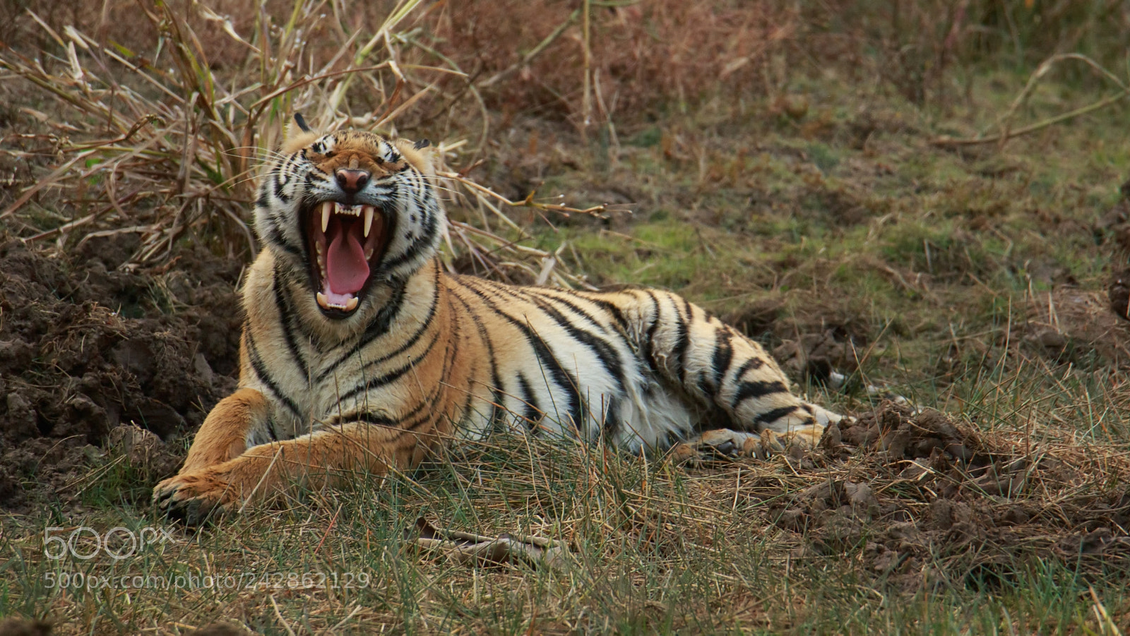 Canon EOS 7D Mark II sample photo. Tiger photography