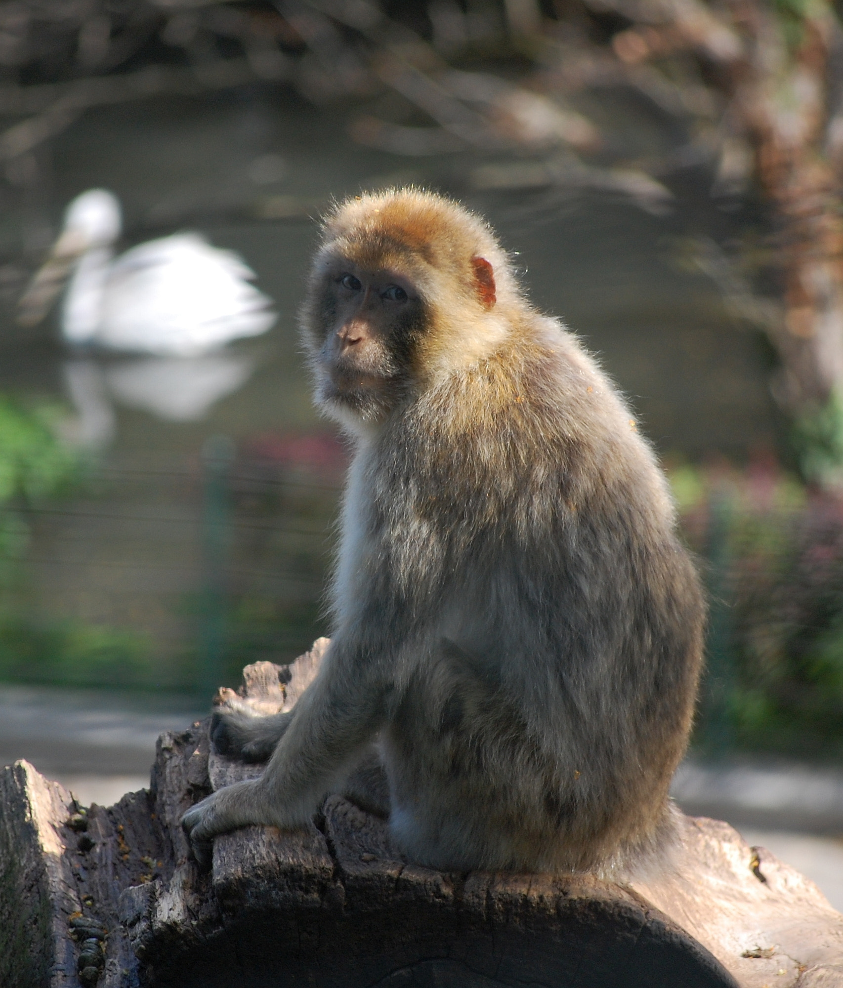 Nikon D40 sample photo. Vienna zoo photography