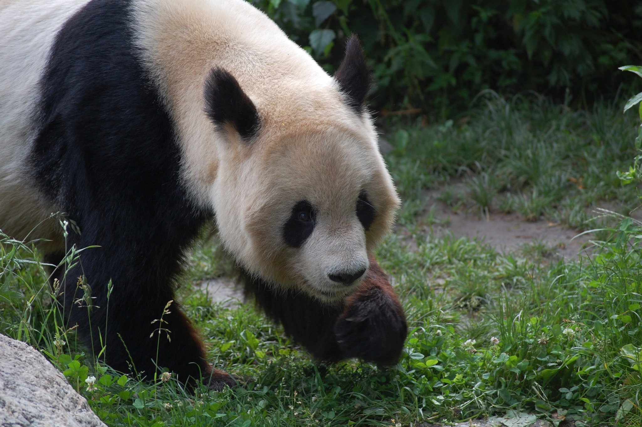 Nikon D40 sample photo. Vienna zoo photography