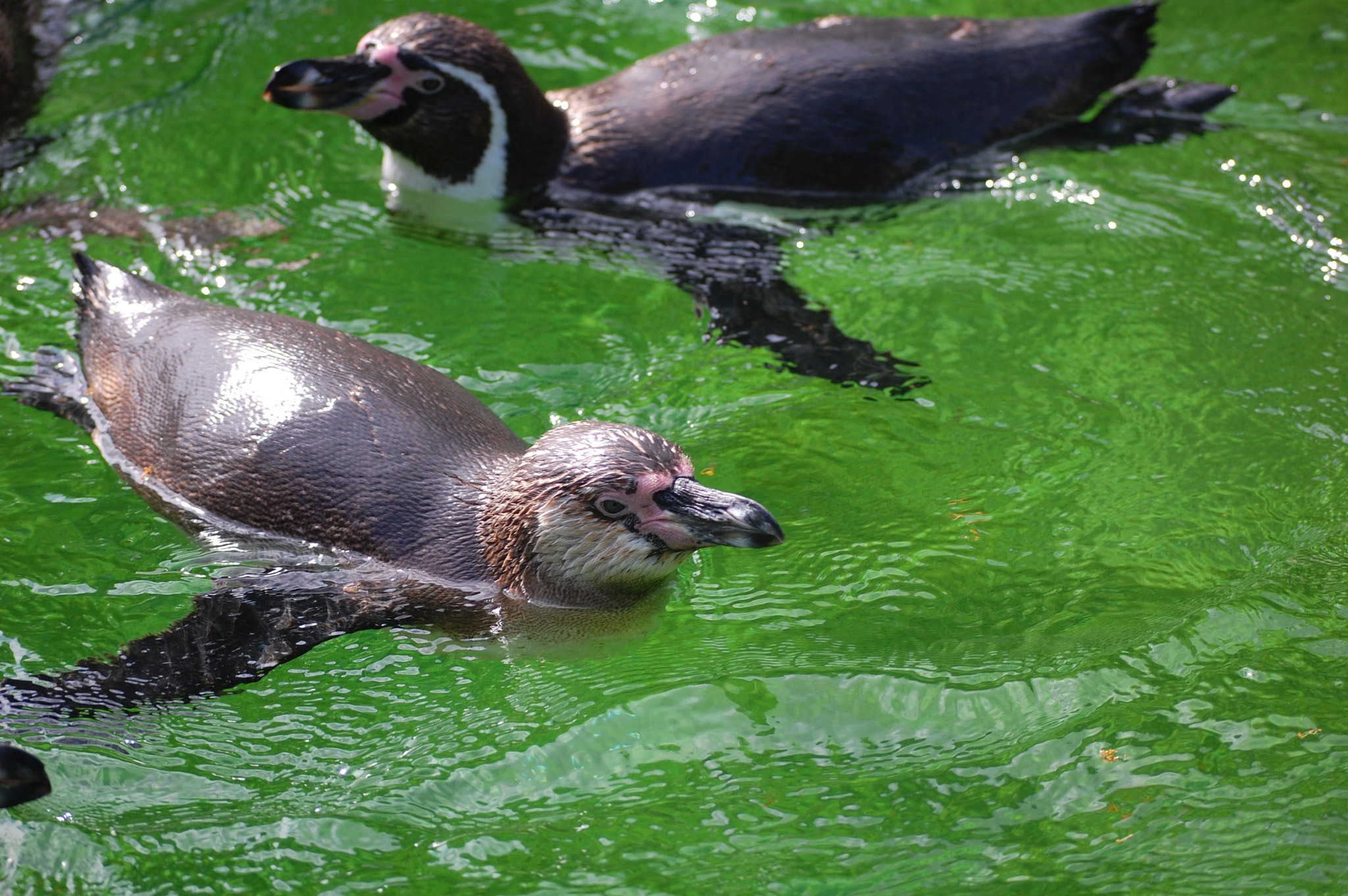 Nikon D40 sample photo. Vienna zoo photography