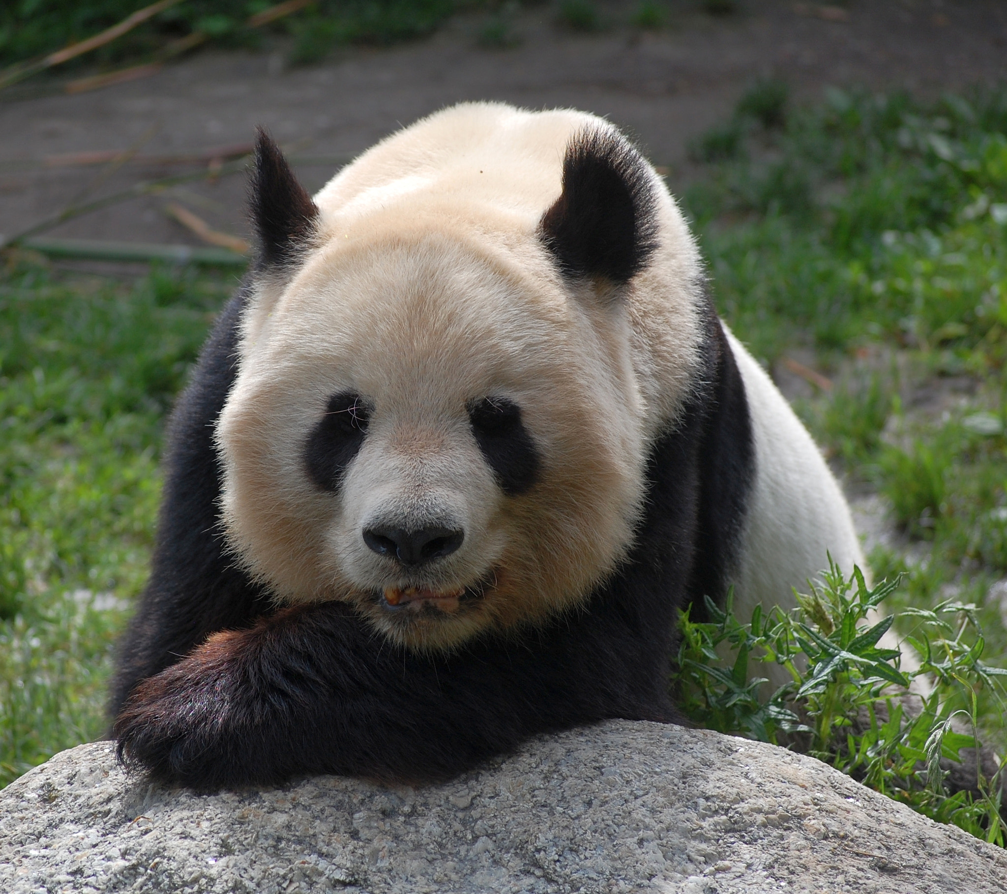 Nikon D40 sample photo. Vienna zoo photography