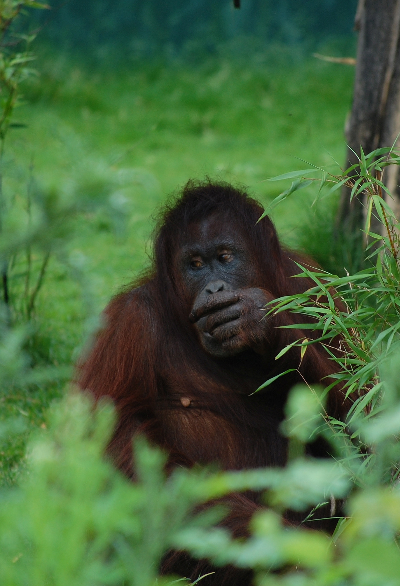 Nikon D40 sample photo. Vienna zoo photography
