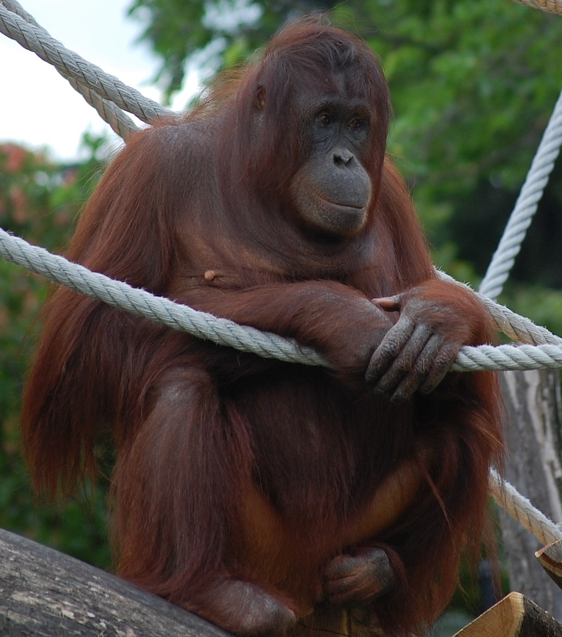 Nikon D40 sample photo. Vienna zoo photography