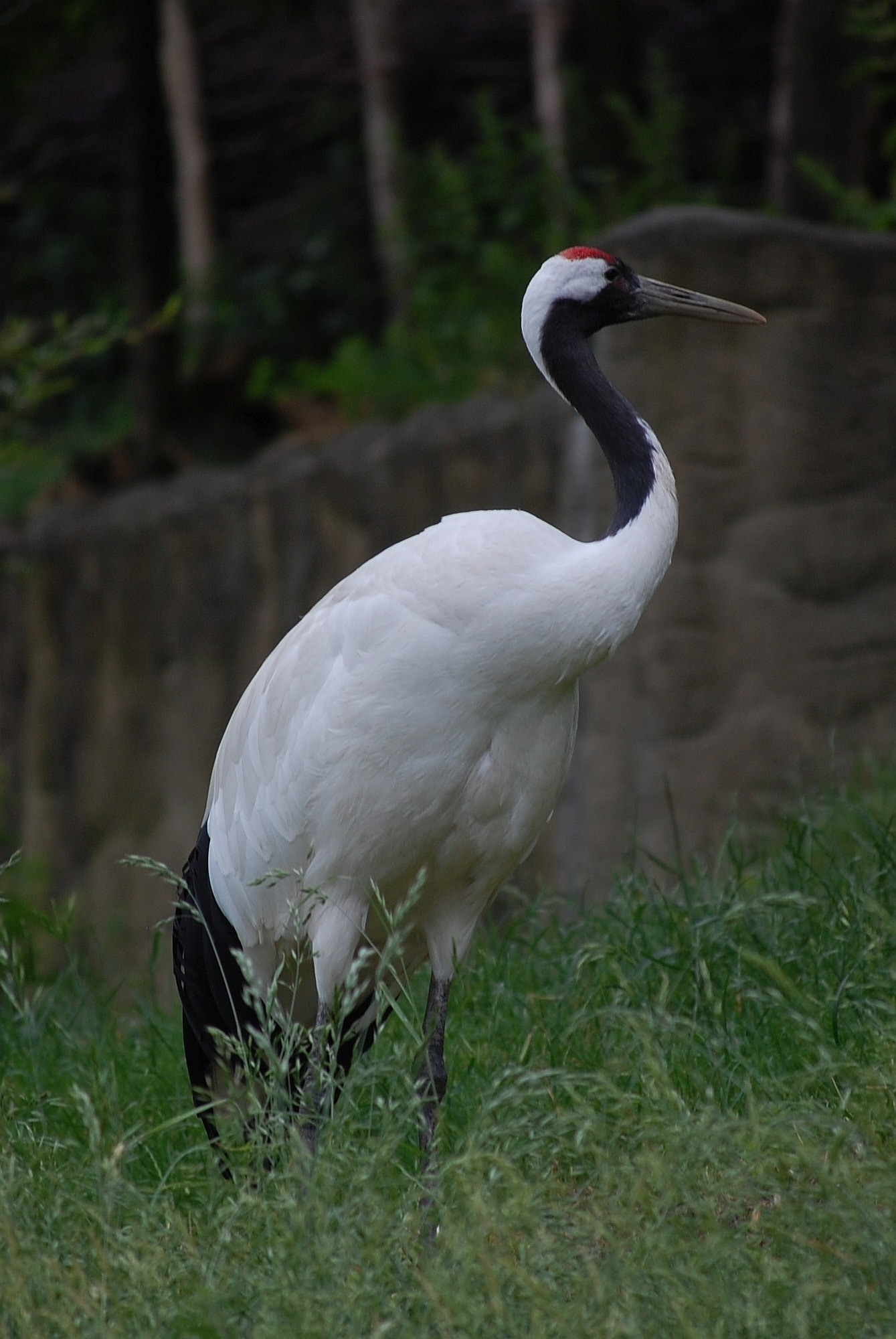 Nikon D40 sample photo. Vienna zoo photography