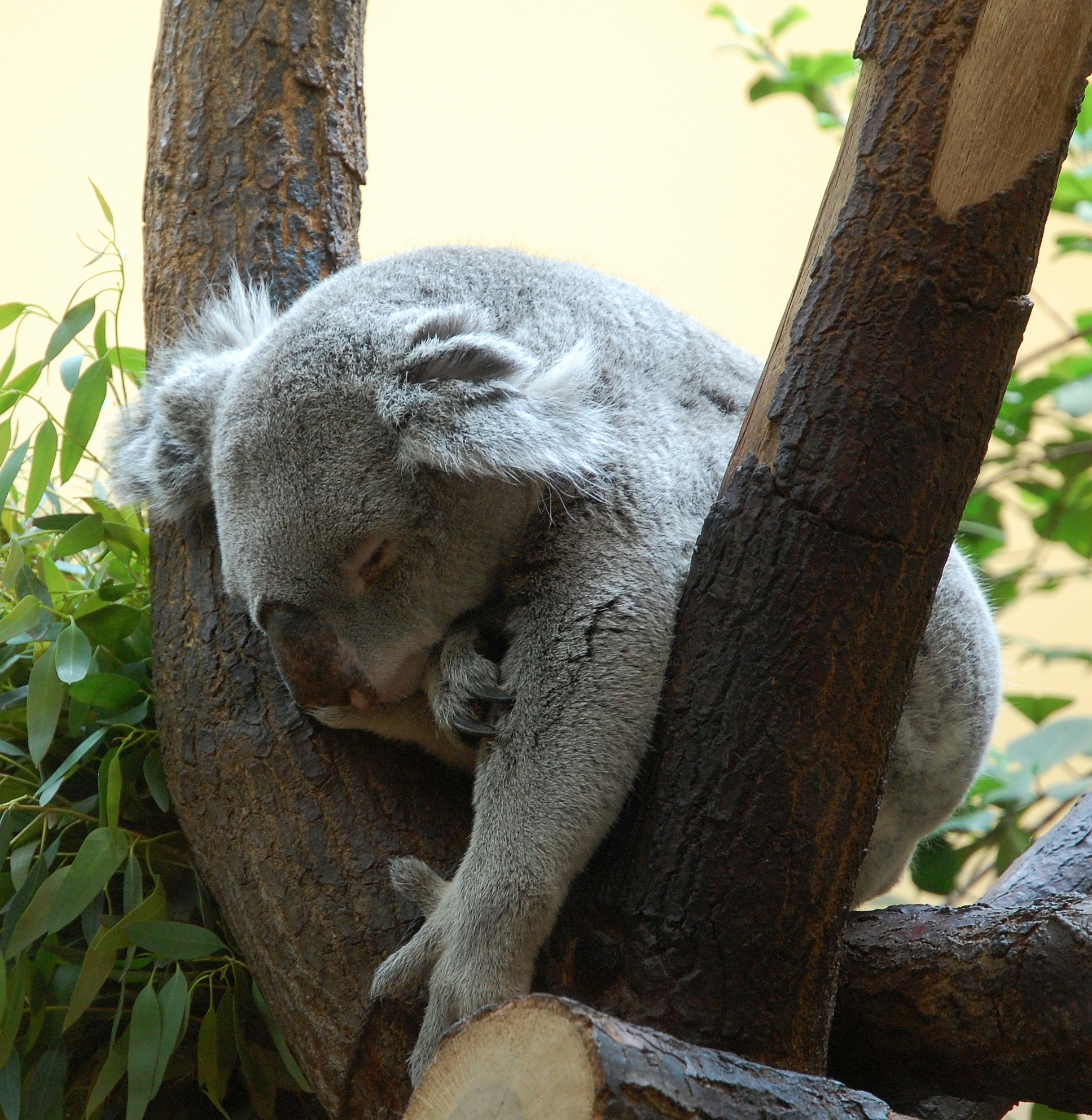 Nikon D40 sample photo. Vienna zoo photography