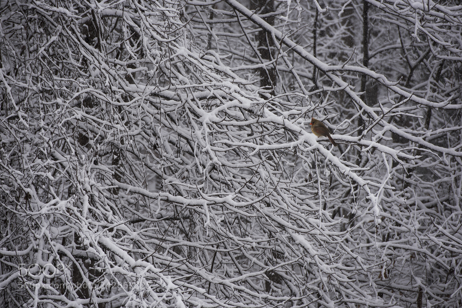 Nikon D810 sample photo. Winter is here photography