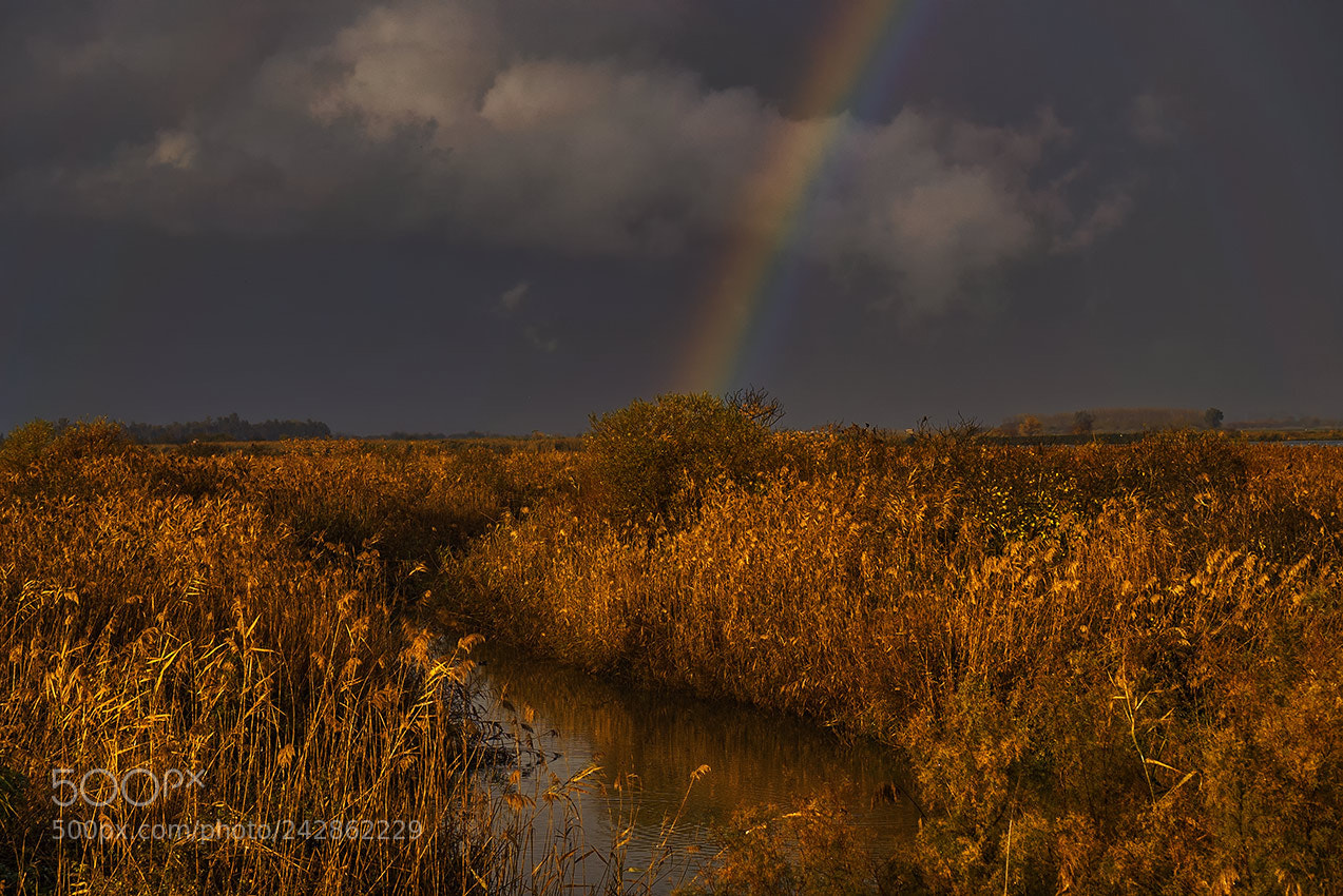 Sony a7S sample photo. Hole lake אגמון חולה photography