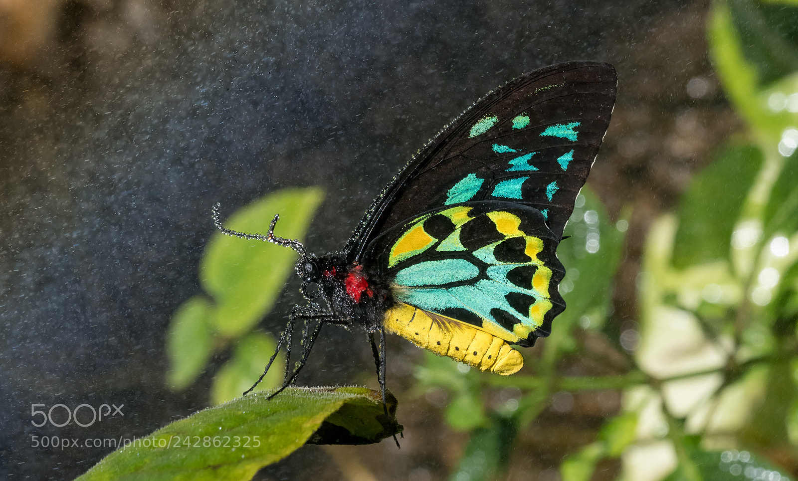 Nikon D850 sample photo. Misty cairns birdwing butterfly photography