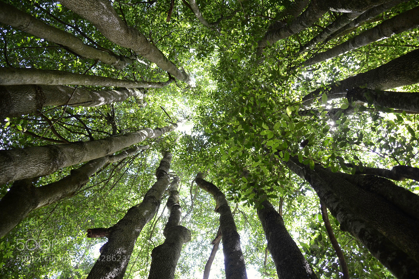 Nikon D3100 sample photo. The circle of trees photography
