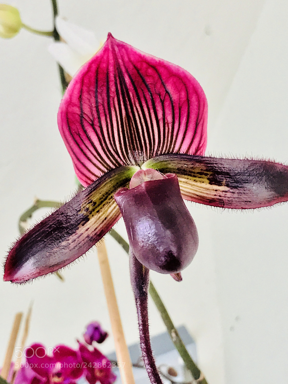 Apple iPhone 7 Plus sample photo. Slipper orchid black garnet photography
