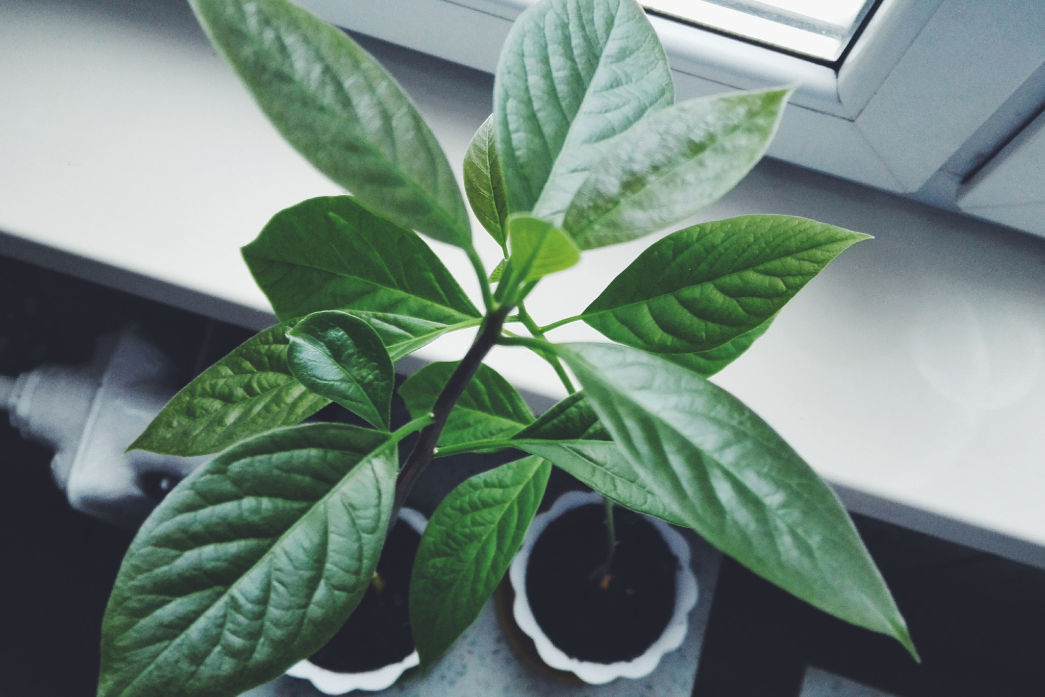 HUAWEI P7-L10 sample photo