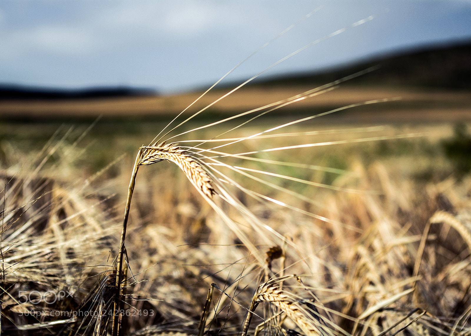 Pentax K20D sample photo. Armenia photography