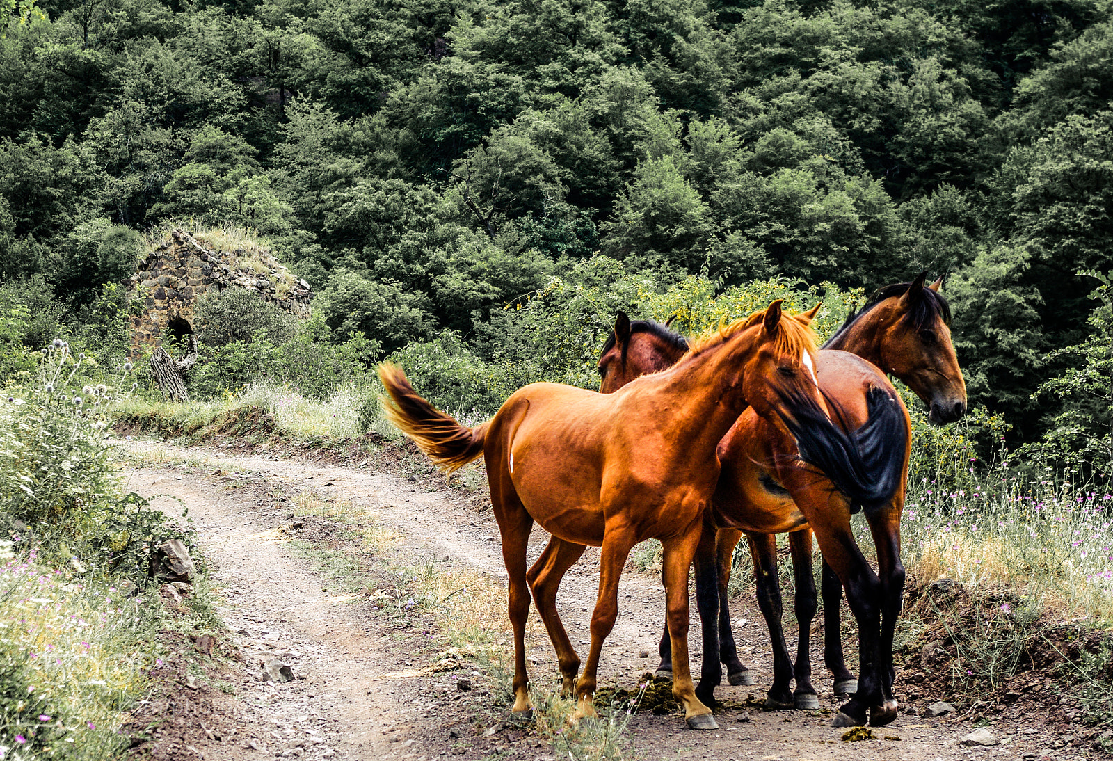 Pentax K20D sample photo. Armenia photography