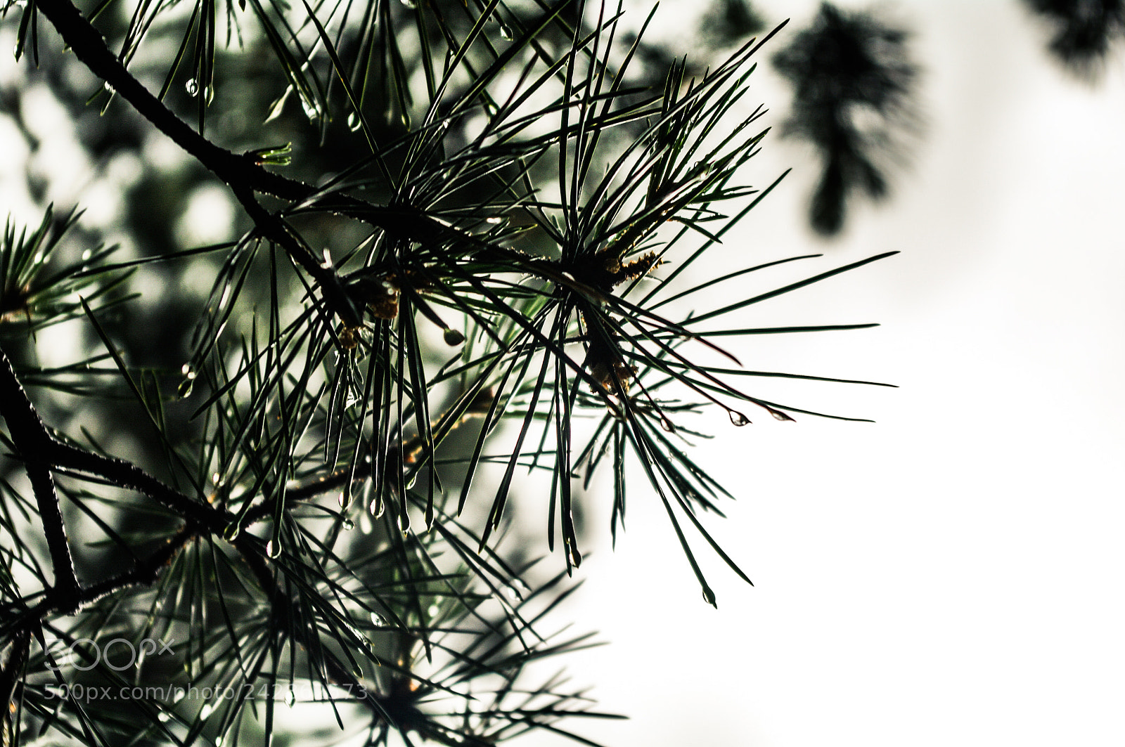 Pentax K20D sample photo. Armenia photography