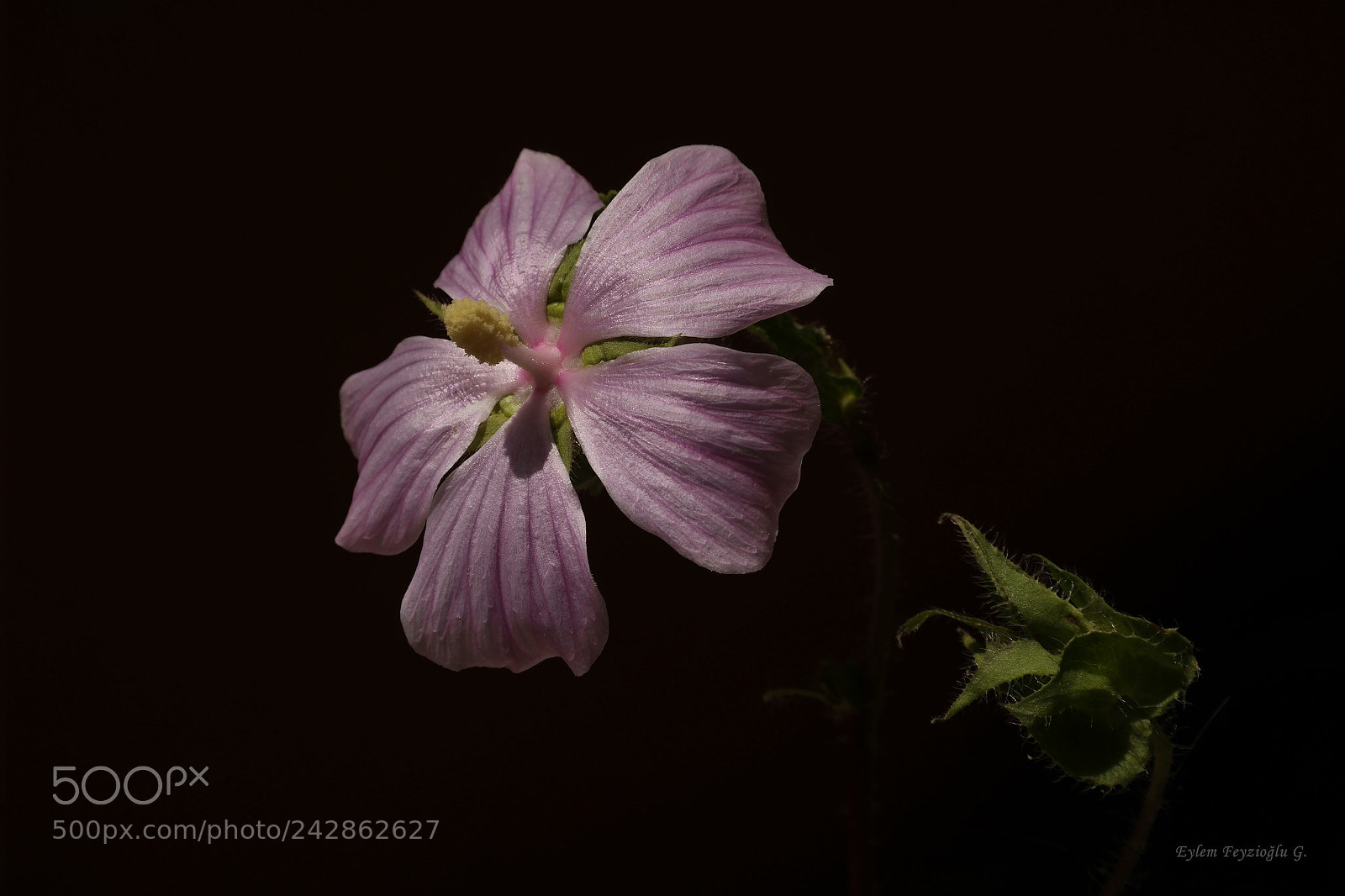 Samsung NX2000 sample photo. Pink flower photography