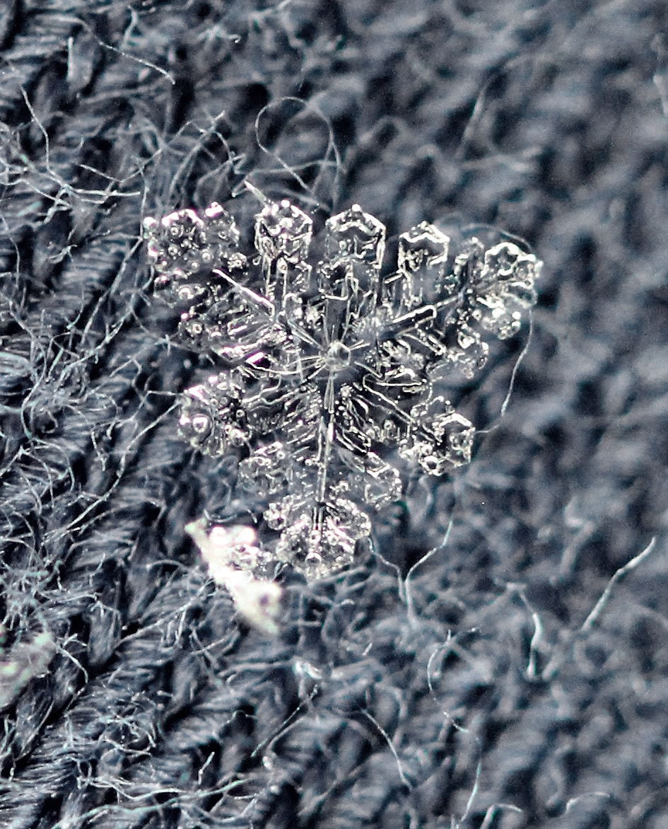Canon EF-S 60mm F2.8 Macro USM sample photo. Strange flake photography