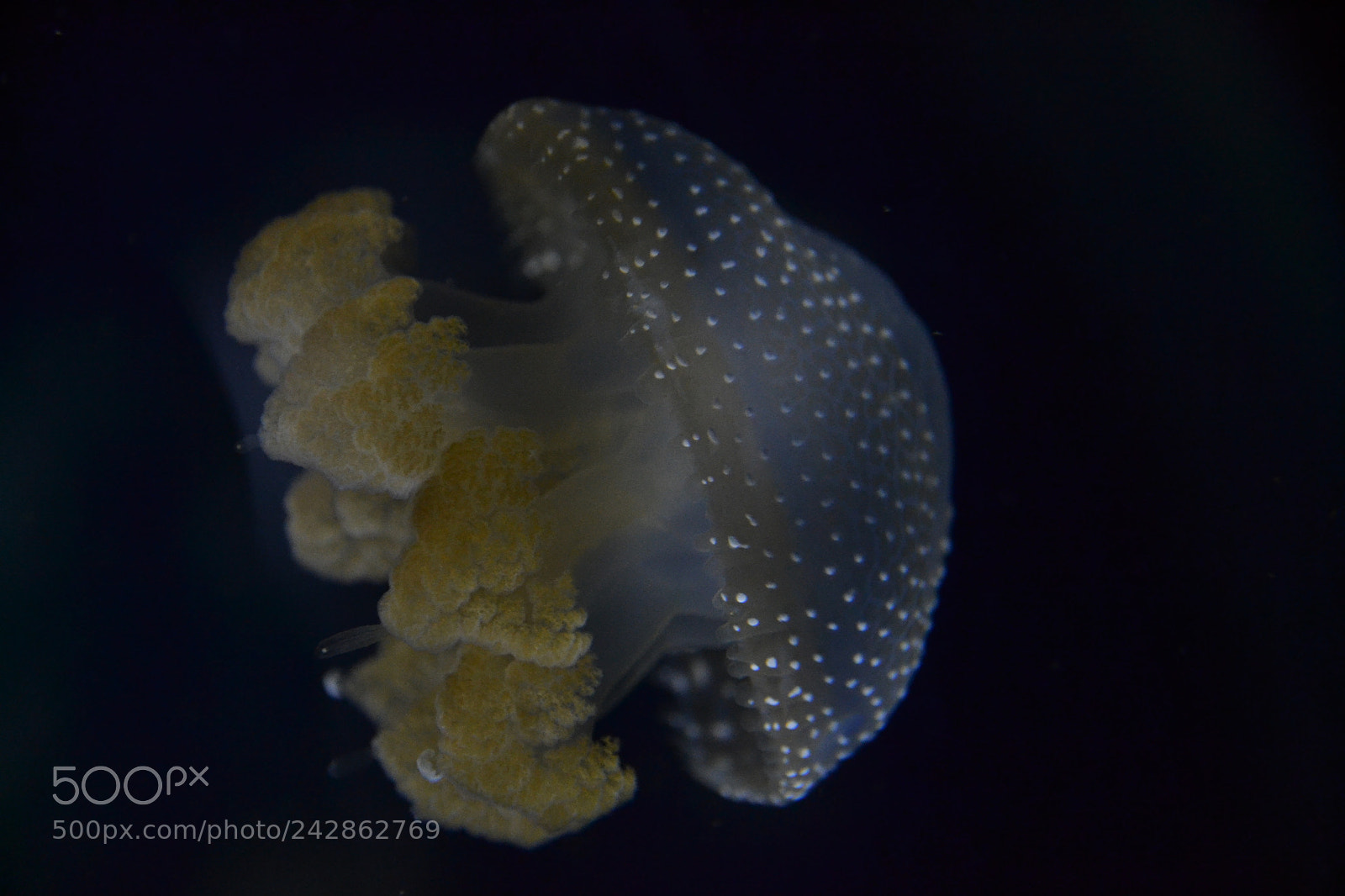 Nikon D3100 sample photo. A air jellyfish photography