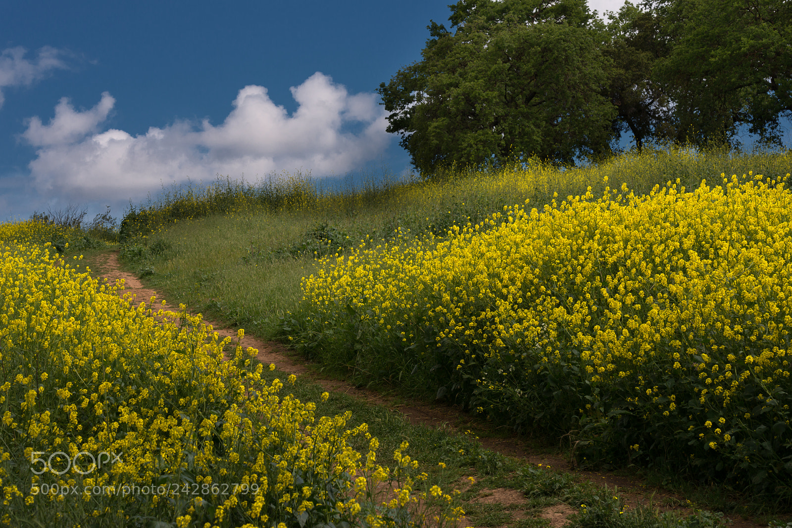 Nikon D800E sample photo. Almaden meadows' mustard blossoms photography