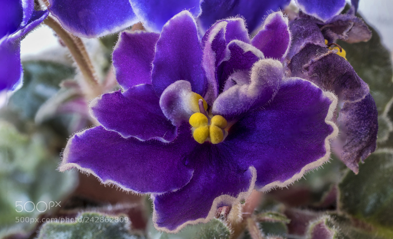 Sony a6300 sample photo. Aintpaulia ionantha flower opened photography