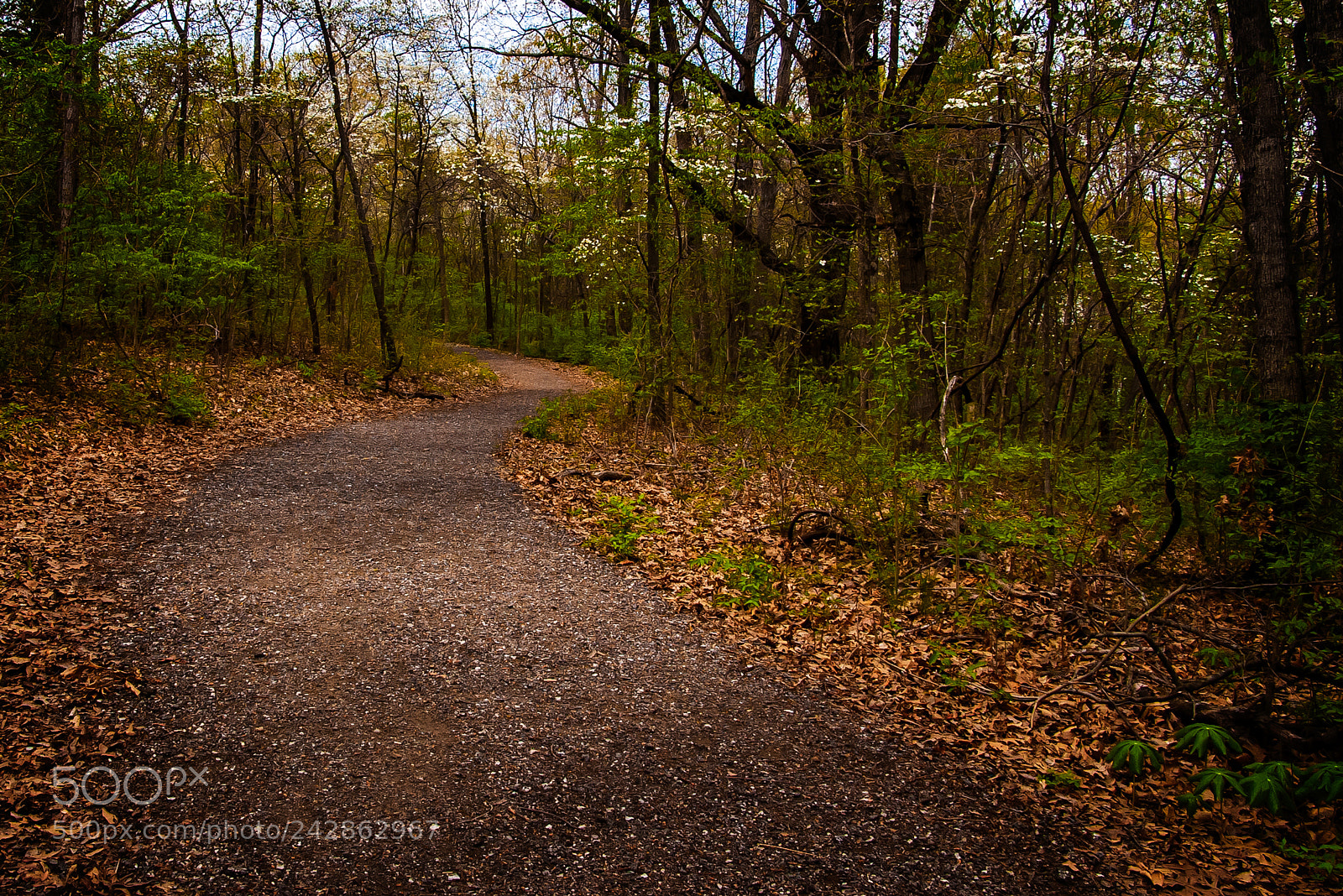 Pentax K100D sample photo. Walk in the woods photography