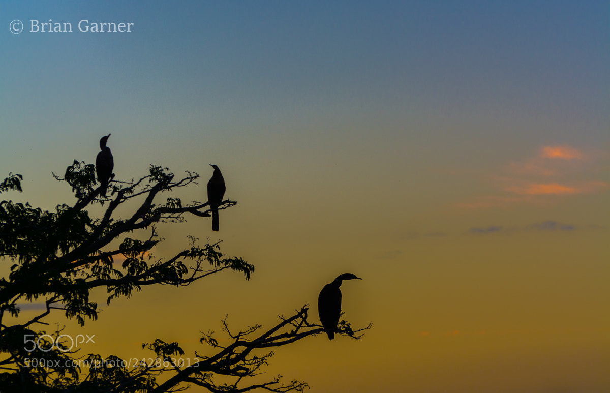 Nikon D7100 sample photo. Cormorant silhouette photography