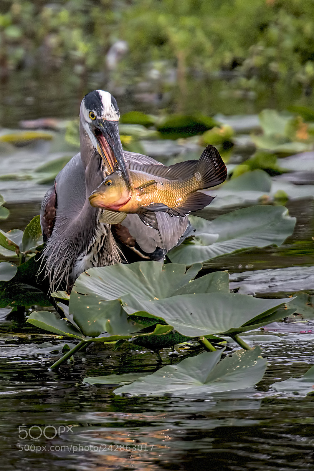 Nikon D810 sample photo. Big fish photography