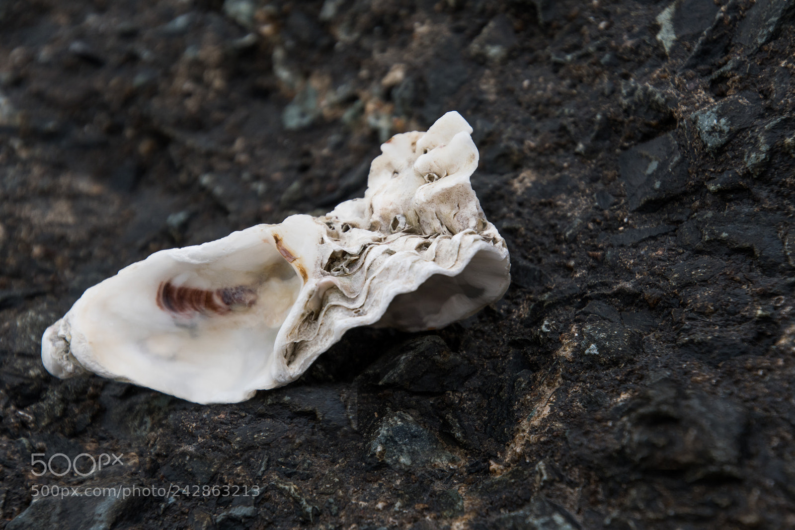 Nikon D500 sample photo. Shell photography