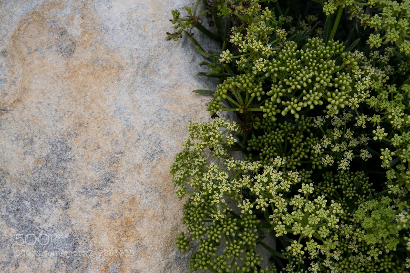 Nikon D500 sample photo. Half-half photography