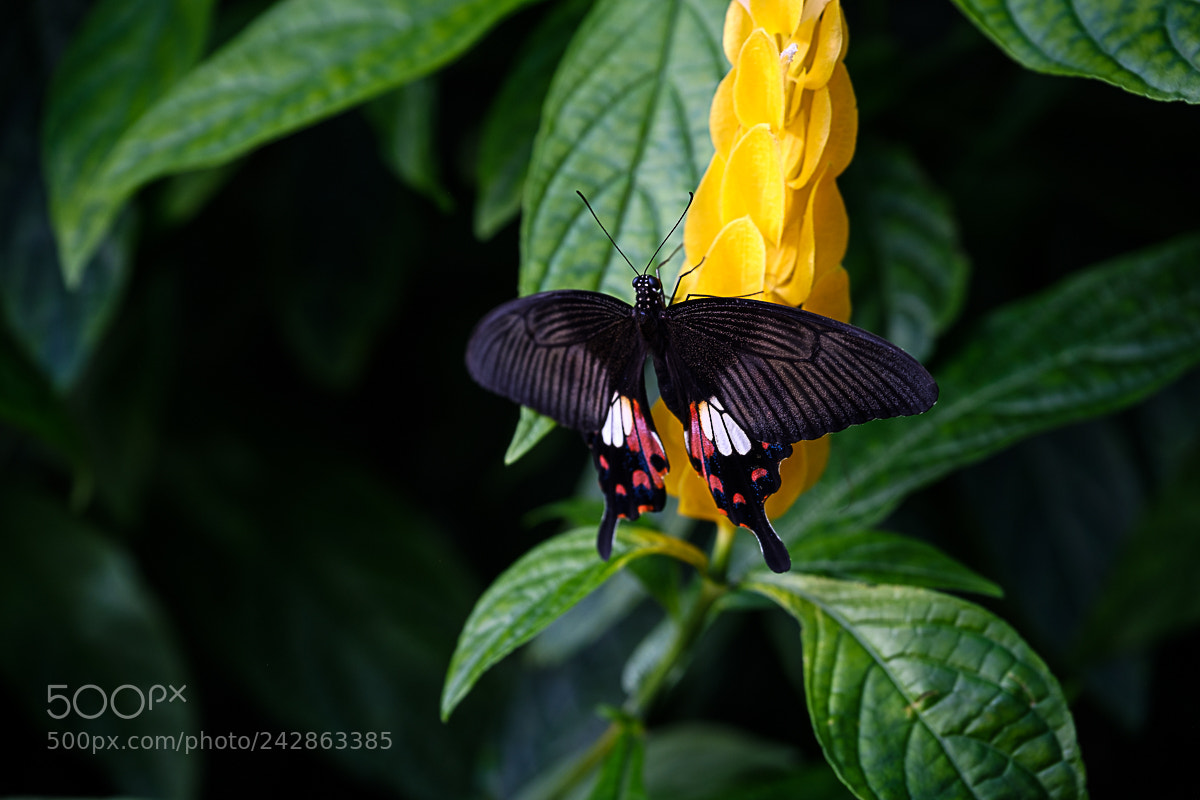 Fujifilm X-Pro2 sample photo. Yellow and black photography
