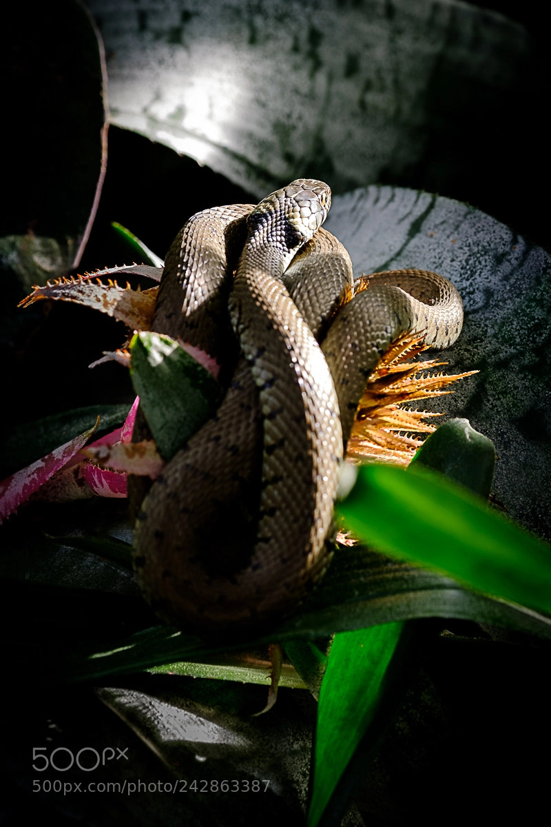 Fujifilm X-Pro2 sample photo. Snake photography