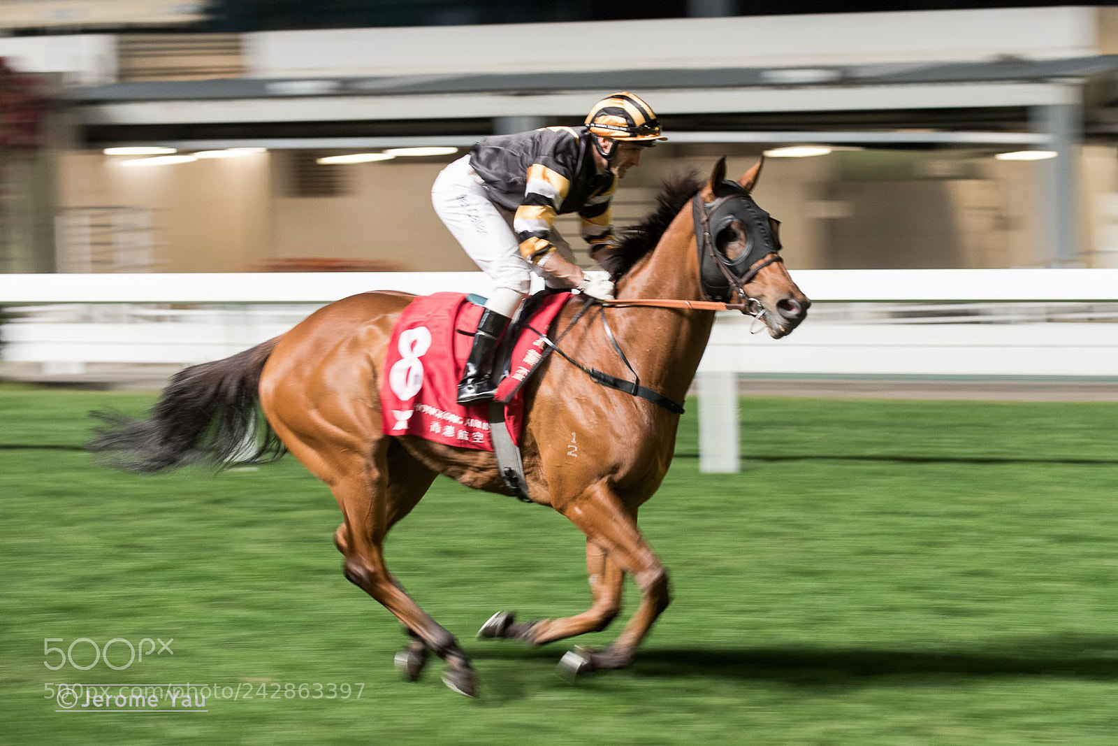 Nikon D810 sample photo. Galloping photography