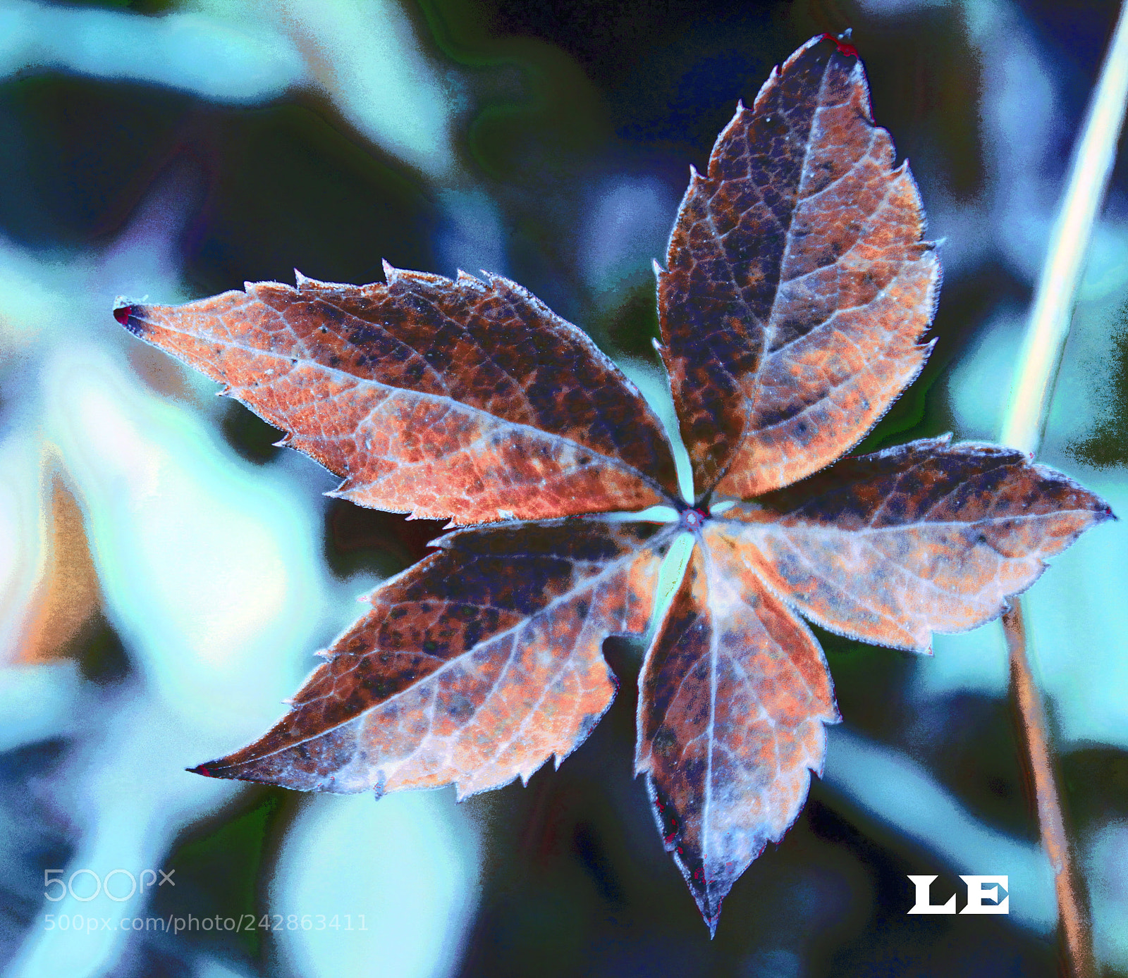 Canon EOS 1300D (EOS Rebel T6 / EOS Kiss X80) sample photo. Blue fantasy photography