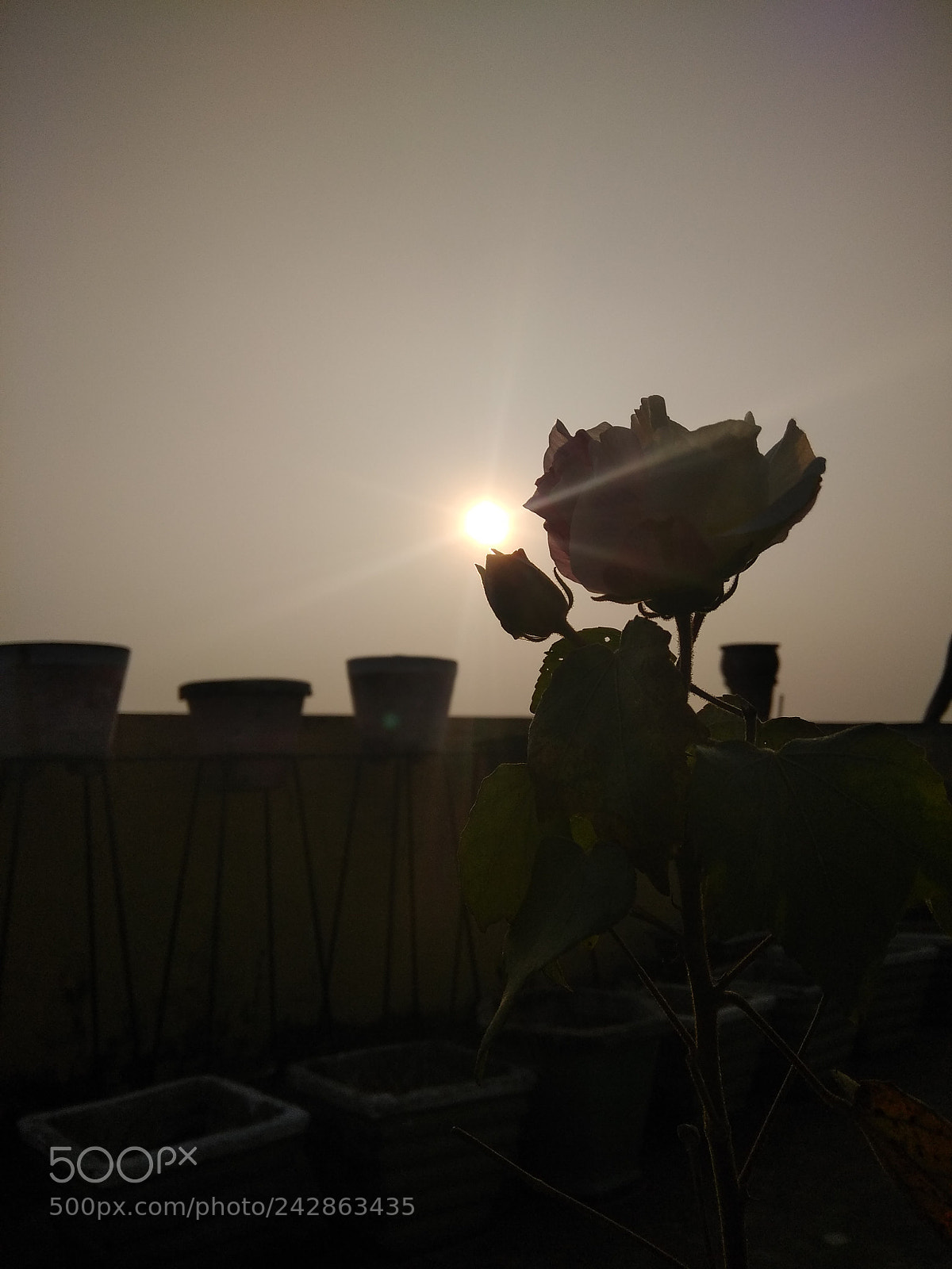 Xiaomi Redmi Note 4 sample photo. Untitled photography