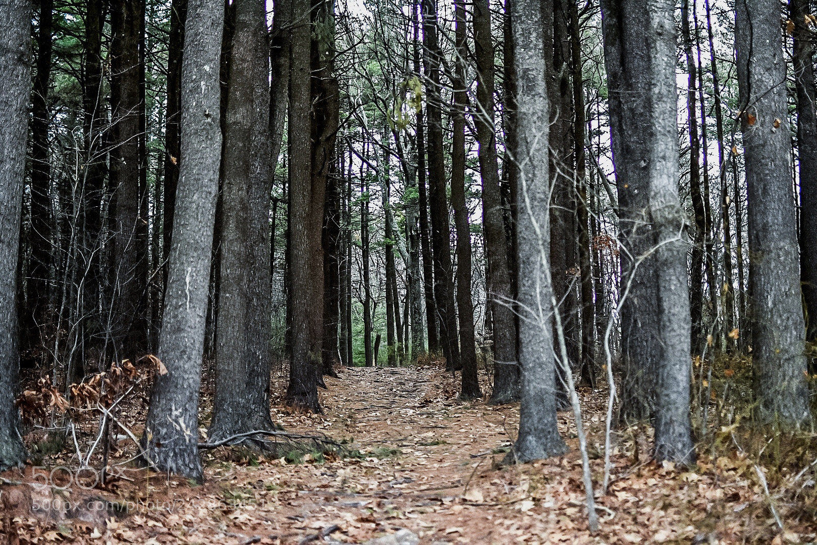 Nikon D7200 sample photo. Trees photography