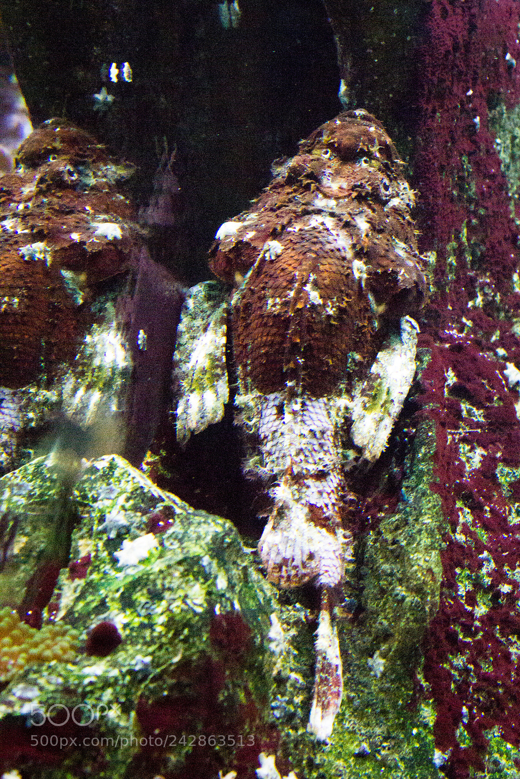 Canon EOS 550D (EOS Rebel T2i / EOS Kiss X4) sample photo. A well-camouflaged seawater fish photography