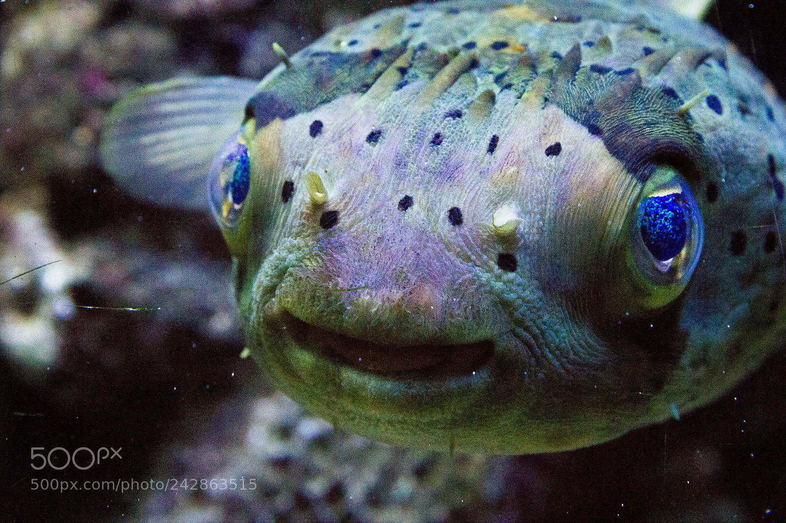 Canon EOS 550D (EOS Rebel T2i / EOS Kiss X4) sample photo. Portrait of a fish photography