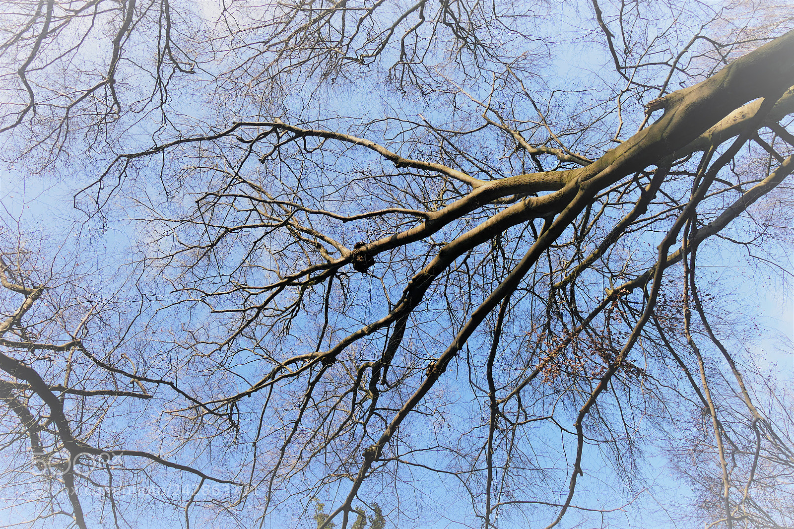 Panasonic Lumix DMC-FZ1000 sample photo. Sky of trees photography
