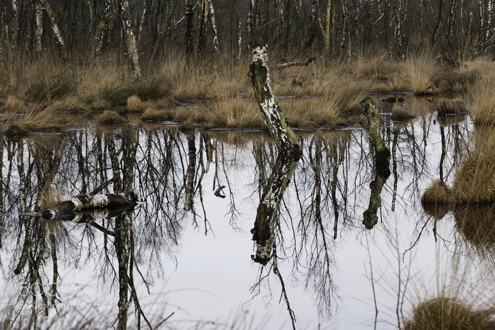 Canon EOS 6D sample photo. Sunken trees photography