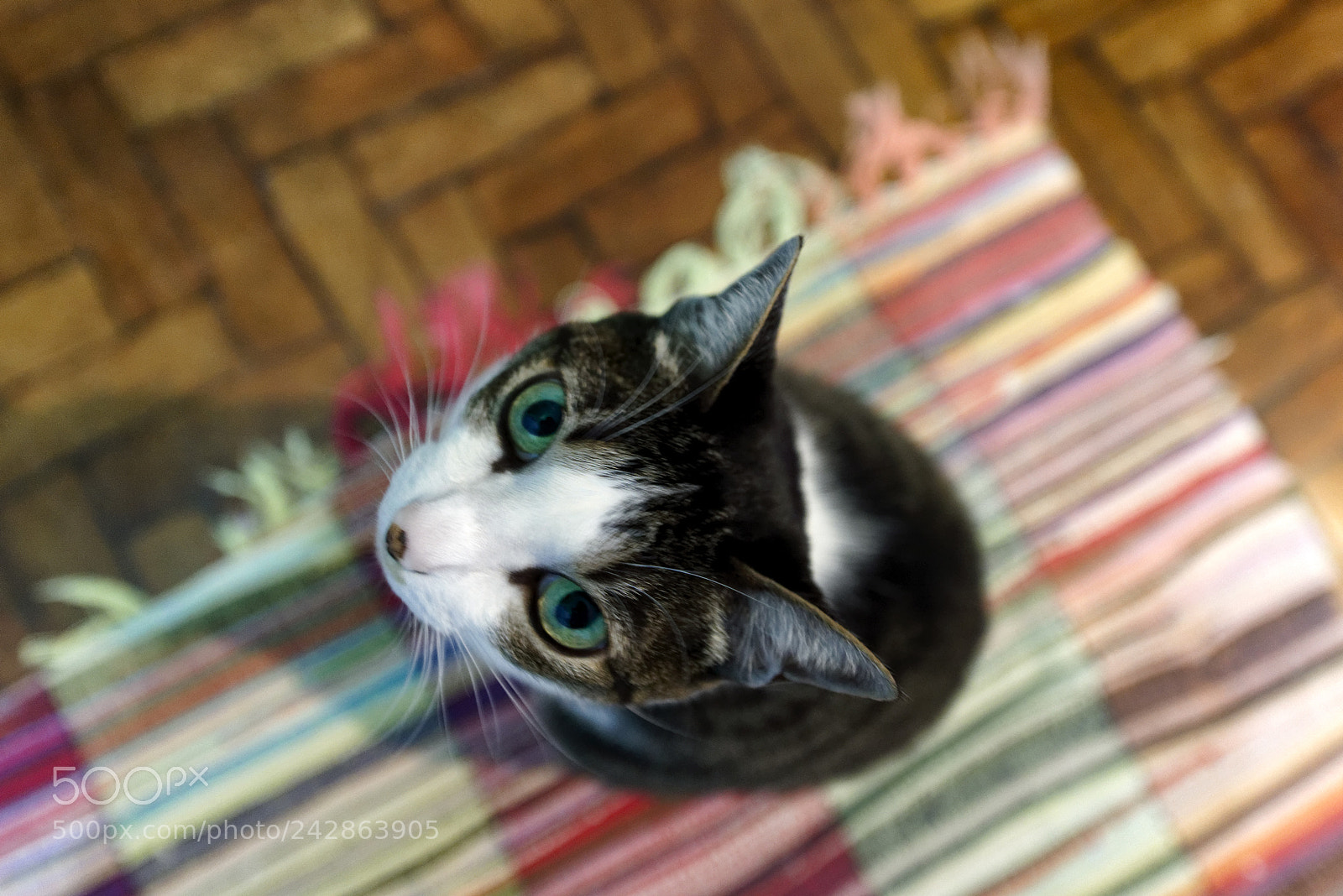 Nikon D810 sample photo. My friend paulo's cat photography