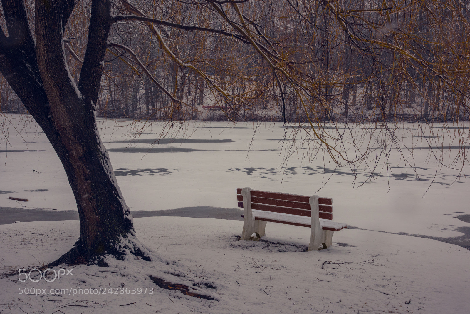 Nikon D810 sample photo. Bench photography