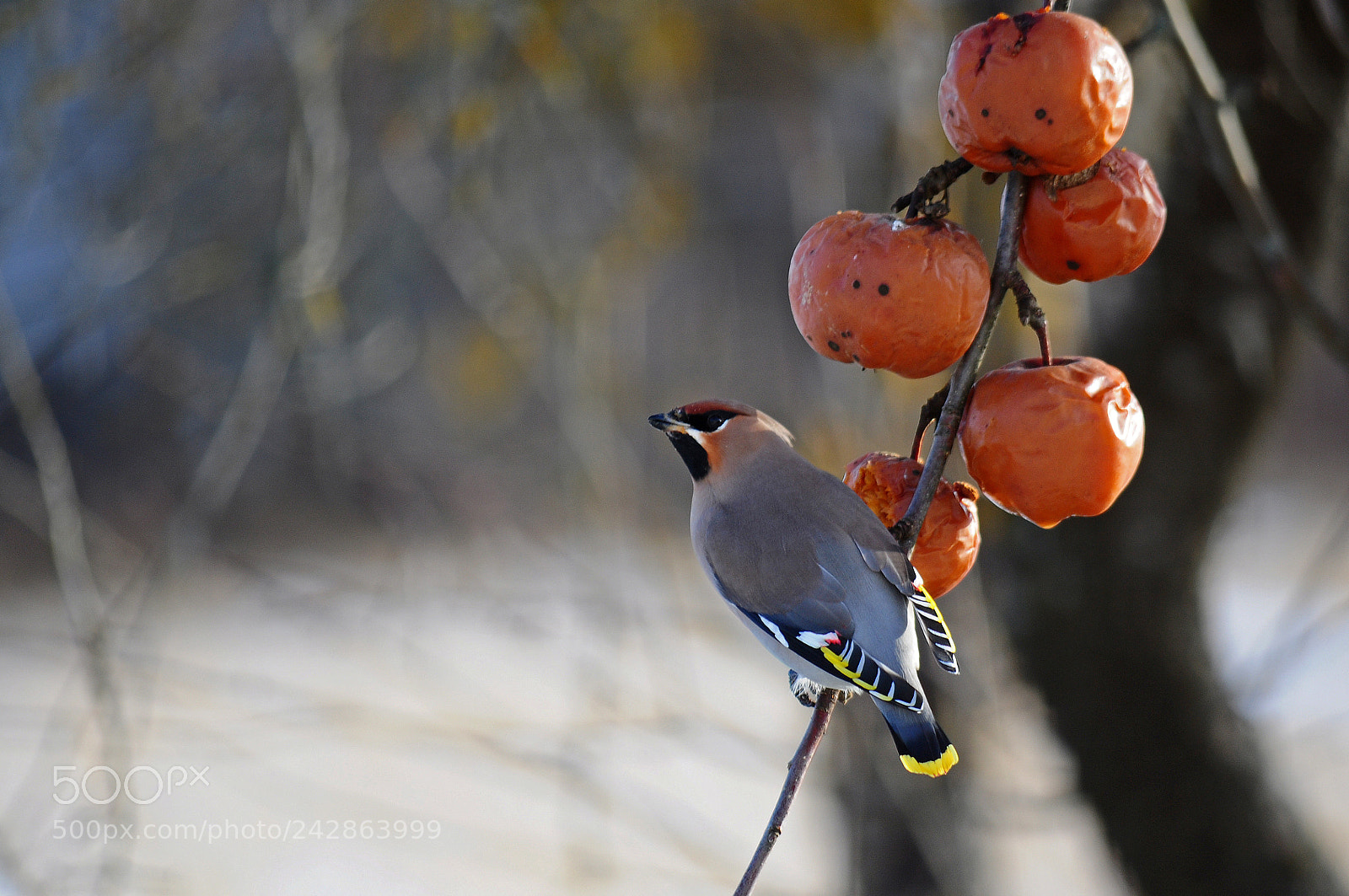Nikon D5000 sample photo. Waxwing photography