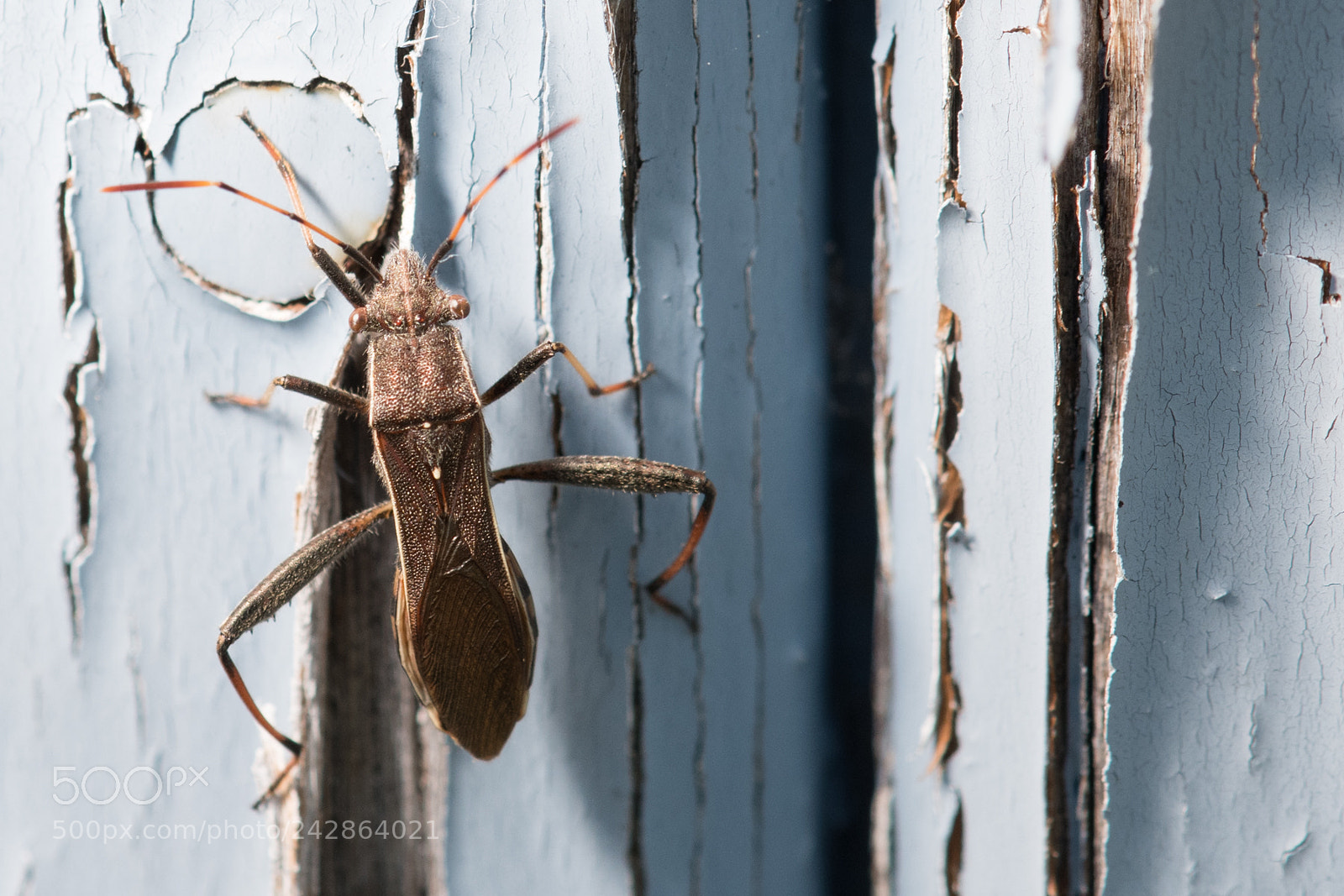 Nikon D500 sample photo. Bug photography