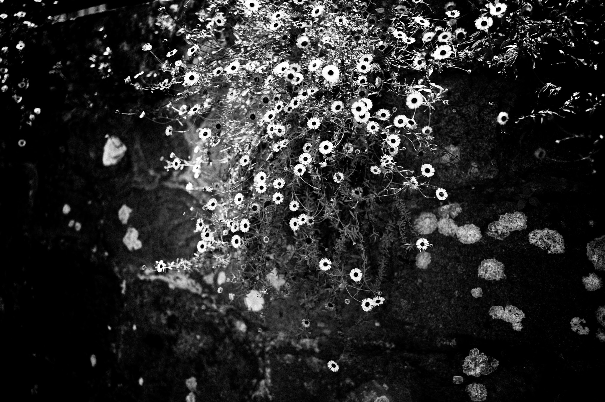Leica Summicron-M 28mm F2 ASPH sample photo. Wild flower photography