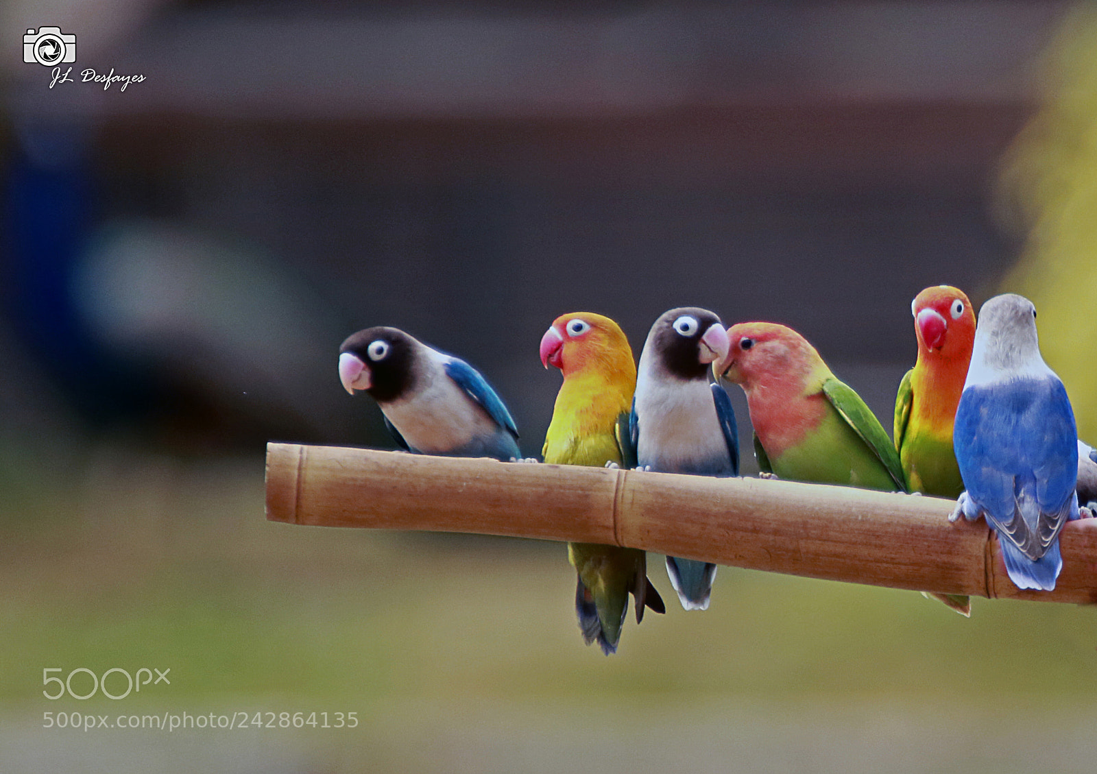 Canon EOS 7D Mark II sample photo. Za photography