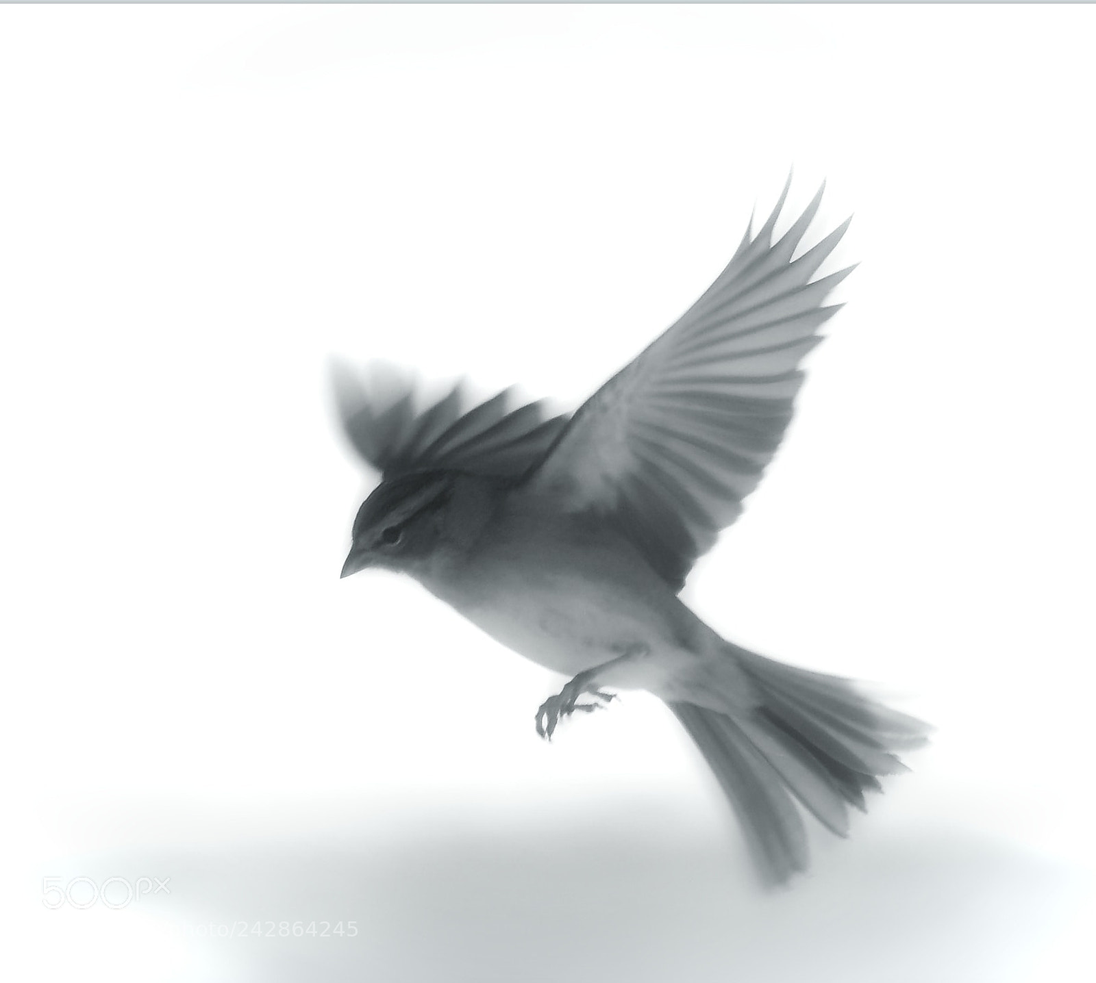 Nikon D7200 sample photo. Ethereal sparrow photography