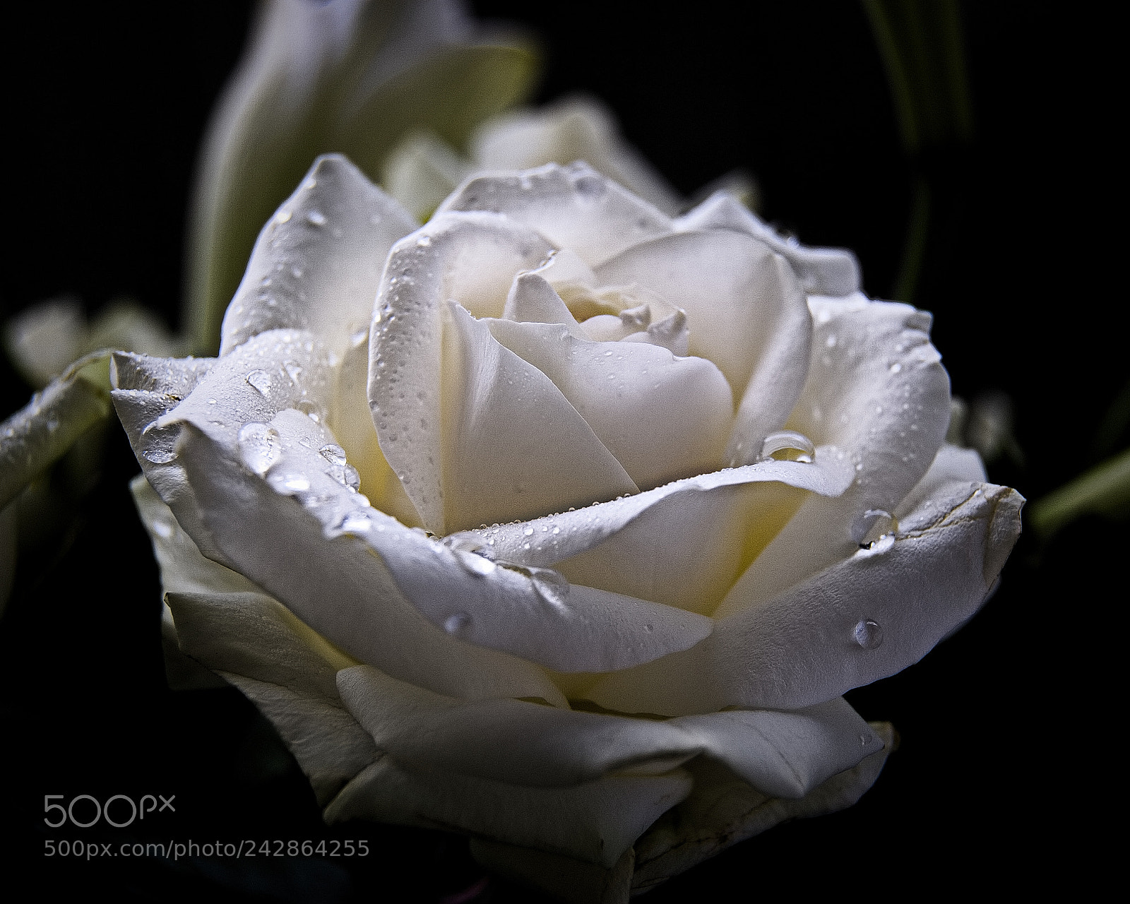 Nikon D40 sample photo. Rose photography