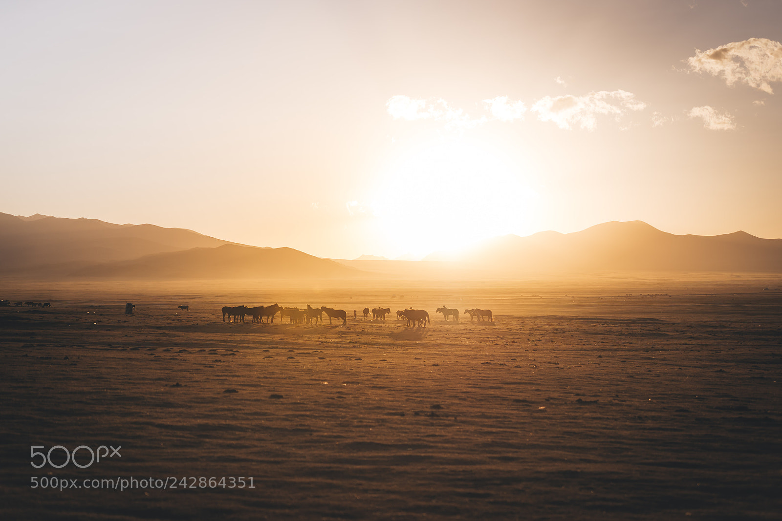 Nikon Df sample photo. Nomadic horde. photography