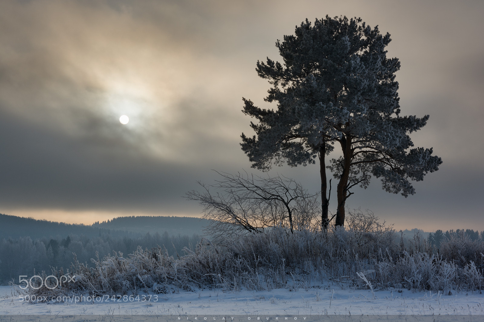 Nikon D7100 sample photo. Winter etude 0229_0464 photography