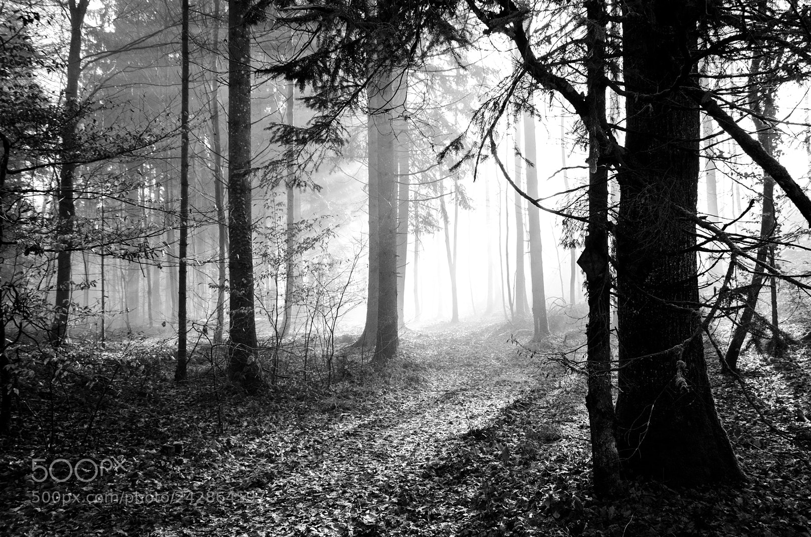 Nikon D5100 sample photo. In the forest photography